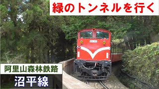 【台湾鉄道乗りつぶしの旅】緑のトンネルを行く　阿里山森林鉄路 沼平線（阿里山～沼平）Alishan Forest Railway 走遍台灣所有鐵路的旅遊 2023年11月28日(火)