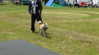 北海道犬協会　岩手支部展覧会　シニア牡組　特良１席　藤勝