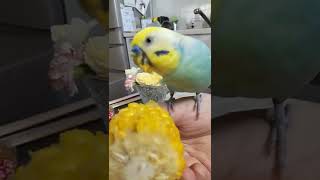 初トウモロコシを食べるインコ🐥関西弁のくーちゃん🐥