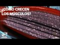 ¿cómo crecen los músculos