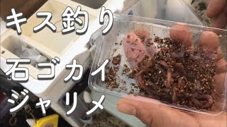 【虫餌】キス釣りをする時のイシゴカイ（ジャリメ）の使い方