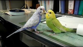 ケージの外でくつろぐセキセイインコたち（オス♂幼鳥１羽・メス♀中ひな１羽）【美男美女コンビ】－かごの外に出してみた（２１０）＋（４５）（４８）総集編