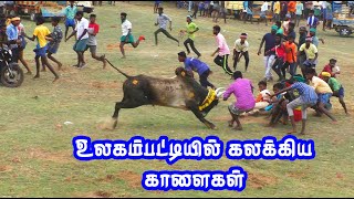 சேட்டைகள் செய்த காளைகள் உலகம்பட்டி மஞ்சுவிரட்டு... Tamizhan Trending