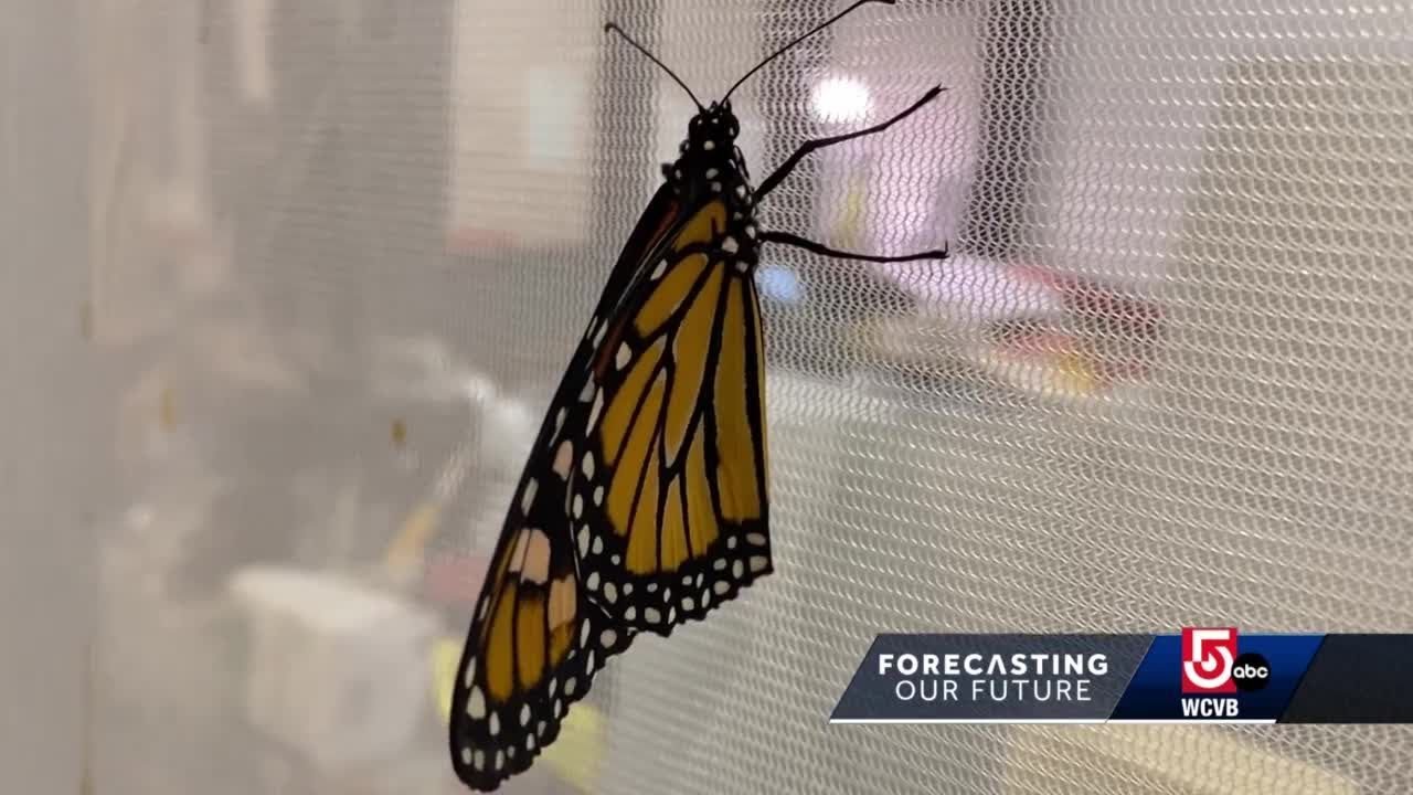 What You Can Do To Help The Monarch Butterflies - YouTube