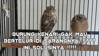 Mengatasi Kenari Yang Bertelur di Luar Sarang