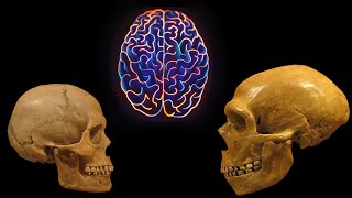 NEW difference between the Human Brain and the Neanderthal Brain