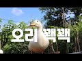 [자작곡] '오리꽥꽥 ' 캠페인송