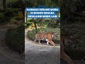 Penyebab Harimau Bisa Serang Mobil Pengunjung Taman Safari Bogor, Ternyata Dihalangi Mobil Lain