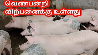 பன்றிகள் விற்பனைக்கு உள்ளது   pig sales|piglets for sales