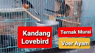 Ternak Murai Batu Kandang Minimalis || Kandang Lovebird @CLAMPHEANT BF