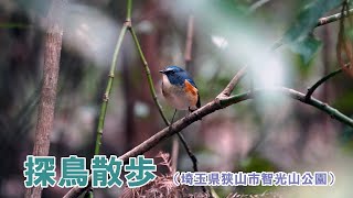 【探鳥散歩】 智光山公園を散歩します