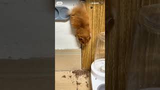 逃狱的坏鼠鼠！Syrian Fat hamster escaped! #animallover #animalshorts #cuteanimals #hamsterlucu #pets @一群老鼠呀