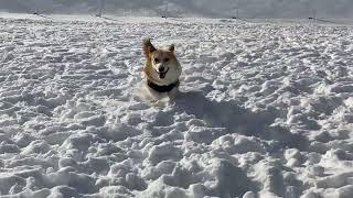 2021 12 25 初めての雪遊びに大興奮なコーギー