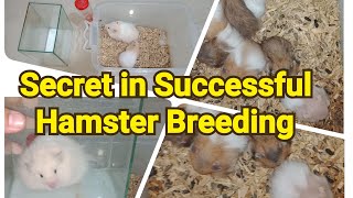 How to Breed Hamster Properly