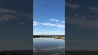 Unique video: watch all. Flamingos 🦩 return to a pound after a long dry season. South of France.