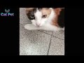 cats mating feline fiesta cats mating on the streets youtube