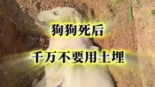 狗狗死后，千万不要用手碰 ️⚠️视频同款购买方法➡️第一步点击头像➡️ 第二步点击商品橱窗➡️第三步选择猫狗崇净 科学养宠攻略 萌宠出道计划 驱虫 狗狗 猫咪