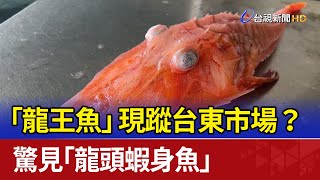 「龍王魚」現蹤台東市場？ 驚見「龍頭蝦身魚」