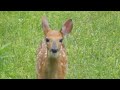 rogue deer close call