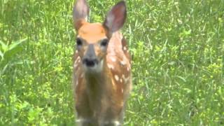 Rogue Deer Close Call