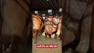 આવી ગિર ગાય નઇ જોઇ હોય😍Gir cow high Milk Record🙂#shorts#youtubeshorts#viralvideo#youtuber#gircow😍😍