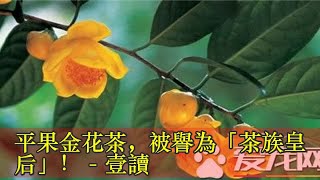 平果金花茶，被譽為「茶族皇后」！ - 壹讀