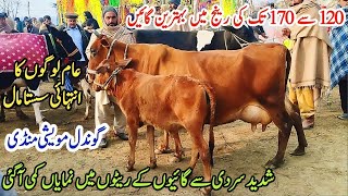 13-01-2025 Today Gondal Mandi latest update!Milking cows Fresh Rate on Gondal Mandi!#cow#dairy#farm