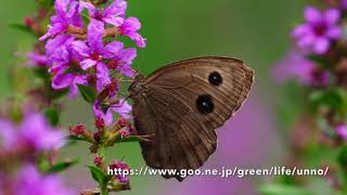 クルマバナとミソハギに来るチョウ Purple loosestrife \u0026 Clinopodium chinense attract butterflies