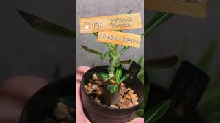 【今日の塊根】アデニウムオベスム Adenium obesum 【実生記録156】