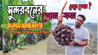 গোল পাতার ফল | সুন্দরবনের গোল ফল | Golpata Fruit of Sundarban