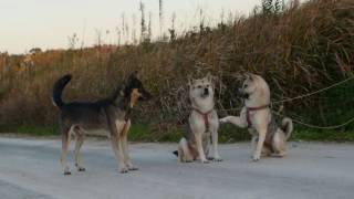 紀州犬(胡麻)　しつけやトレーニングに無縁な犬達の交流　知多之浦庵　撮影 2016/12/07 X-M1 MIR-10A 28mm 3.5