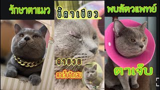 #แมวตาเจ็บ #ขี้ตาเขียว #แมวตาบวม | วิธีรักษาแมวตาเจ็บที่ดีที่สุด | #ย้อมสีตาแมว