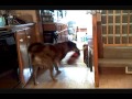 Trained Dog Cleans the House Trained Dog Cleans the House
