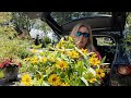 A trunkload of plants to spruce up the circle garden