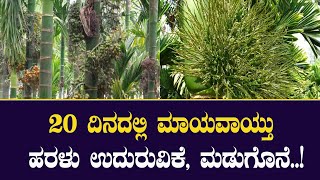 20 ದಿನದಲ್ಲಿ ಅಡಿಕೆ ತೋಟದ ರೋಗಗಳು ಮಂಗಮಾಯ |Areca diseases disappeared in just 20 days