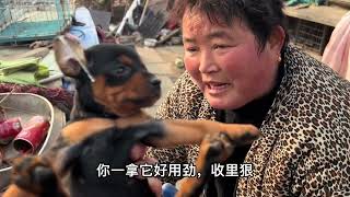 来犬舍挑选小鹿犬，50多天，颜色是铁包金。喜欢的关注我一下