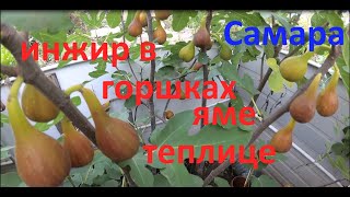 Инжир в горшке, яме или теплице. Где ему лучше в Самаре.