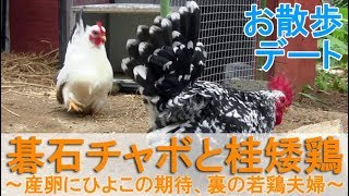 碁石チャボと桂矮鶏～産卵開始にひよこ期待、裏の若鶏夫婦に会いに行く～