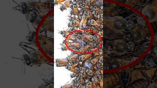 ആൺ തേനീച്ചകൾ || Beekeeping || തേനീച്ച വളർത്തൽ #viral #shorts