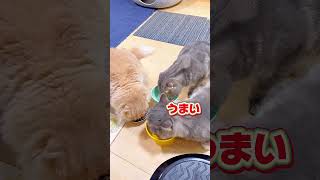 ワチャワチャ3ニャンズご飯😂【関西弁猫】#shortvideo #shorts #subscribe #cat #猫 #ねこ #ネコ #関西弁 #アフレコ #おもしろ #コント