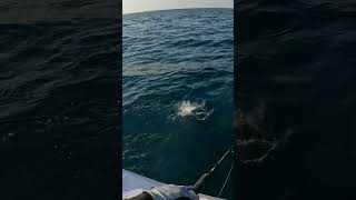 FOUL HOOKED KINGFISH | KING MACKEREL | TANIGUE #itsmorefuninfishing #kftvtoconnectandentertain