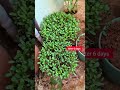 చిన్న కుండీలో పెంచిన మెంతికూర how to grow menthikura at home fenugreek leaves from fenugreek seeds