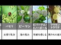 奇妙な花言葉