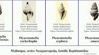 Mollusque, ordre Neogastropoda, famille Raphitomidae pleurotomella pseudodaphnella xanthodaphne