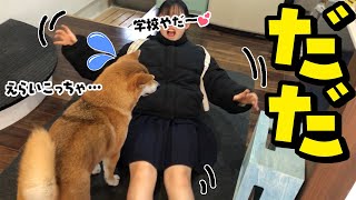 学校に行きたくないと駄々をこねる娘に呆れる柴犬姉妹