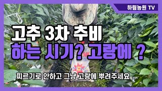 고추밭 3차 추비 하는 시기, 시간 절약하는 방법 그냥 고랑에 뿌려주세요