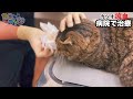 事故？喧嘩？怪我をして帰宅した猫【保護猫】