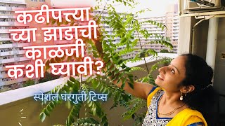 कढीपत्त्याच्या झाडाची काळजी कशी घ्यावी? | Tips to grow Curry leave plant