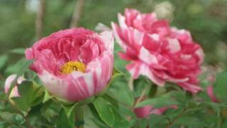 牡丹　乙訓寺　京都府長岡京市　2017 Peony in Otokuni-dera Temple Ngaokakyo-city, Kyoto Japan