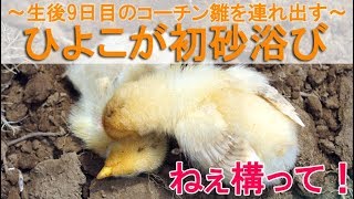 ひよこが初砂浴び～生後9日目の名古屋コーチン雌鶏雛を箱庭に連れ出す～